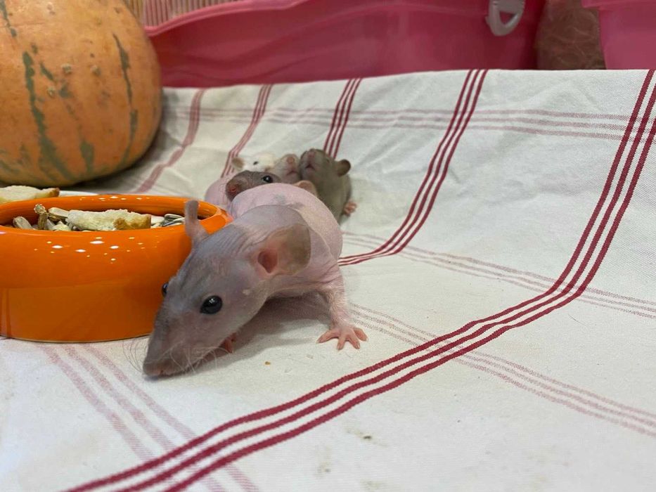 Лысая крыса сфинкс - маленькие ручные крысята разных цветов
