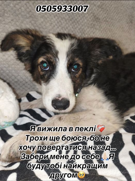 Терміново ПОТРІБЕН дім! Чудовій дівчинці