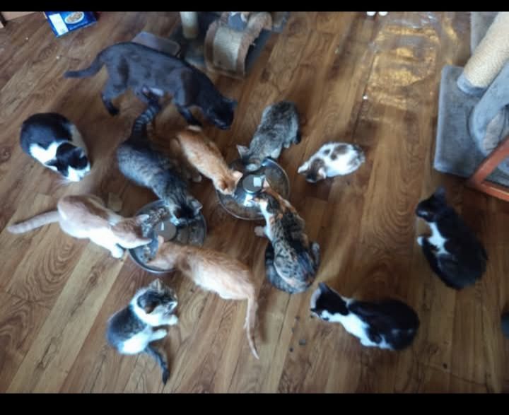 Kociaczki do Adopcji