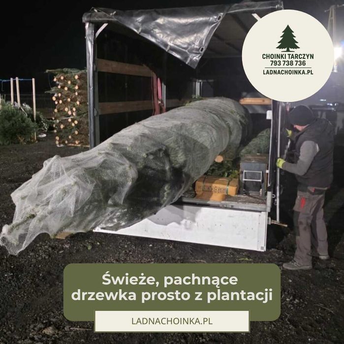 Jodła Kakuaska Świeża Choinka 50-220 cm DOSTAWA prosto z plantacji