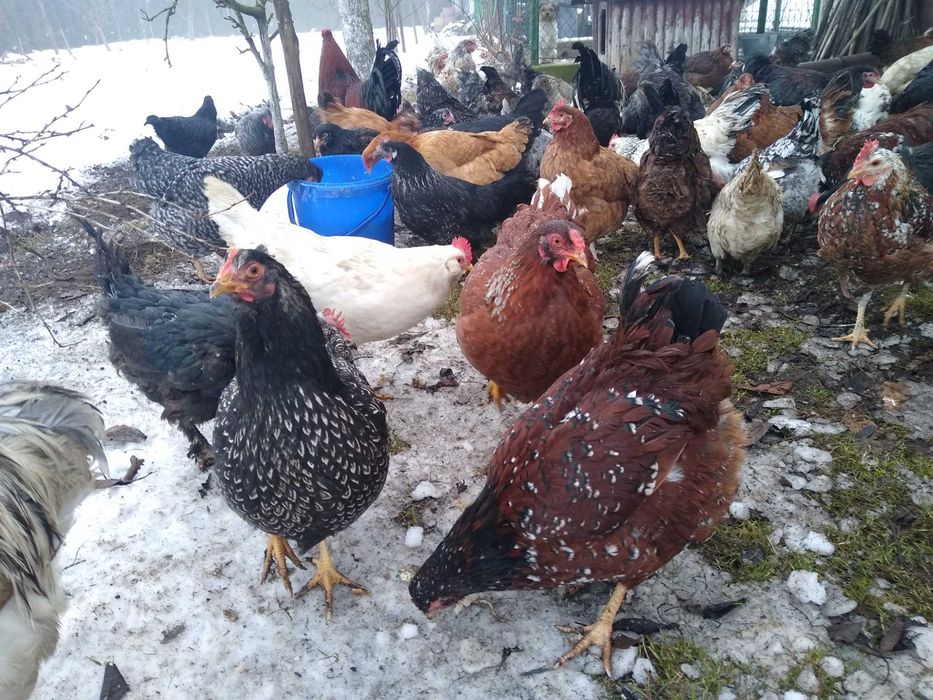 Jaja lęgowe, Wyandotte ceramiczne z miksami, wysyłkam