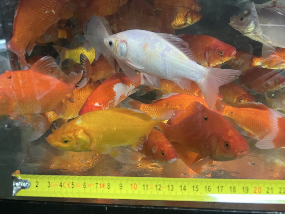 Ryba do oczek wodnych , stawów - karas ozdobny 15cm -18 cm