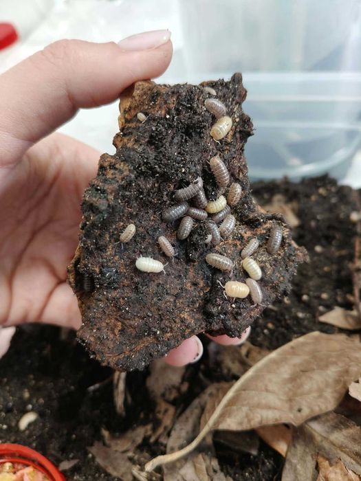 Armadillidium vulgare „Santa Lucia” - „zakazane żelki” - prosionki / izopody