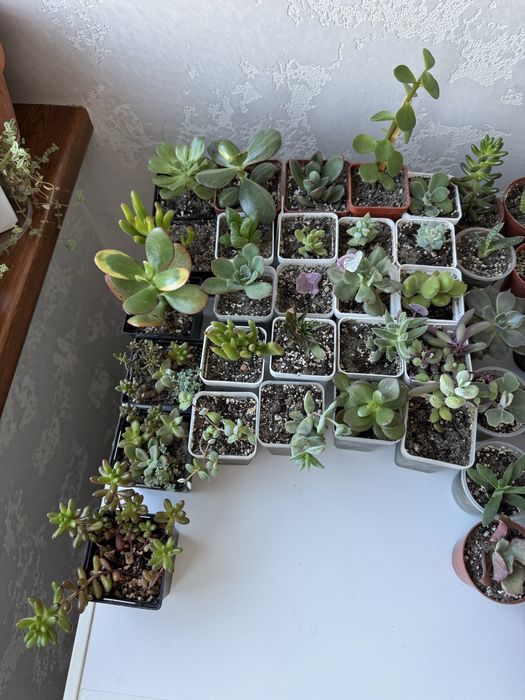 Продам сукуленти