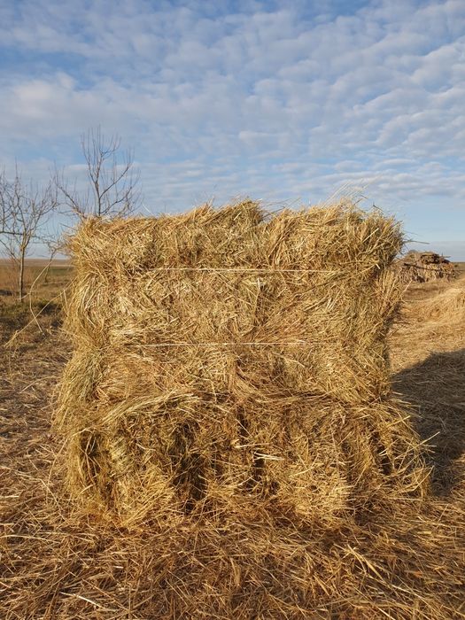 Солома, сіно. Пшенична, ячмінна, вівсяна солома в тюках