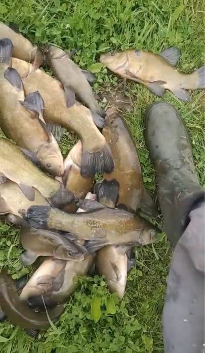 Лин з власноі водойми