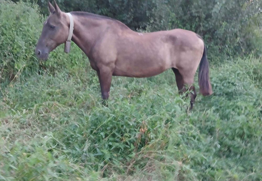 Vendo egua baia montada