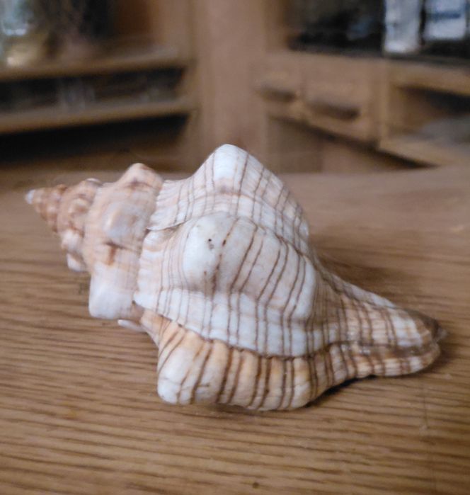 Búzio 15cm (como novo)