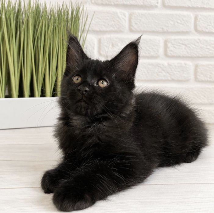 Кошеня Мейн кун хлопчик