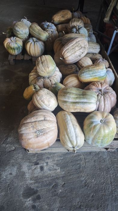 Abóboras Porqueiras e Meninas