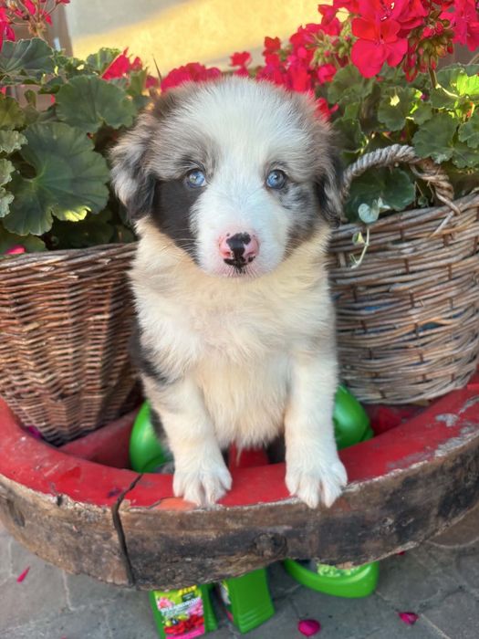 Border Collie Blue Merle Niebieskie Oko