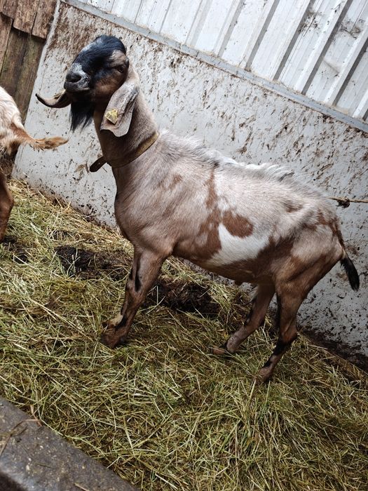 Rebanho Anglo Nubliano