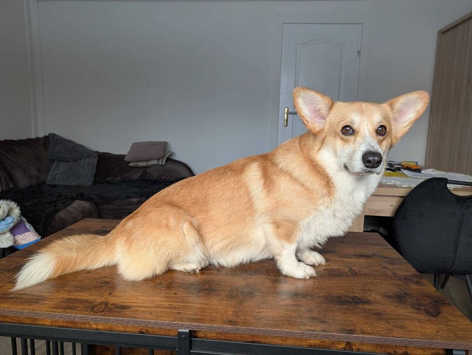 Welsh Corgi Pembroke