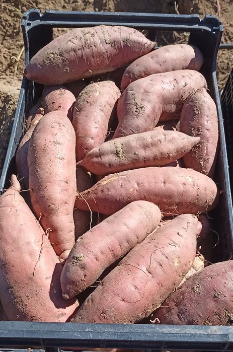 Batata doce comum e batata doce laranja