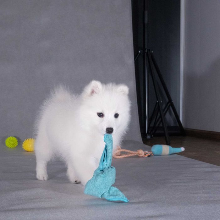 Шпиц японский КСУ. Японський шпіц