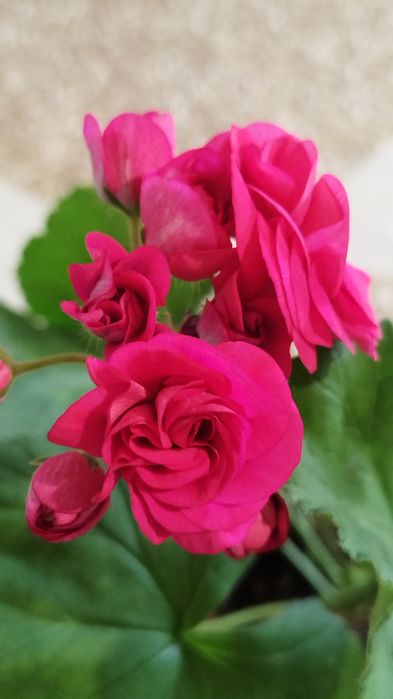 Flor Pelargonium Luna 5 Element