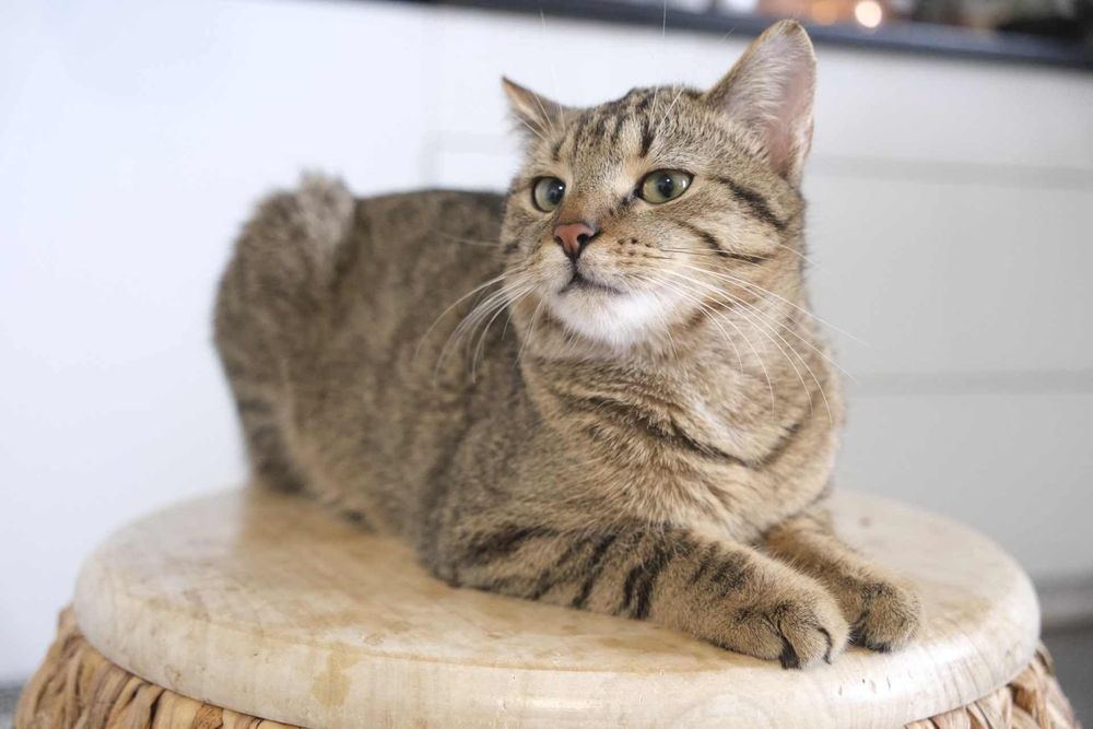 Rysiu…Ryś szuka domu