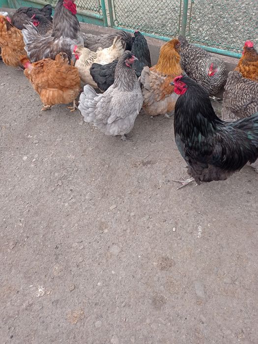 Інкубаційні яйця курей м'ясо-яєчних порід.