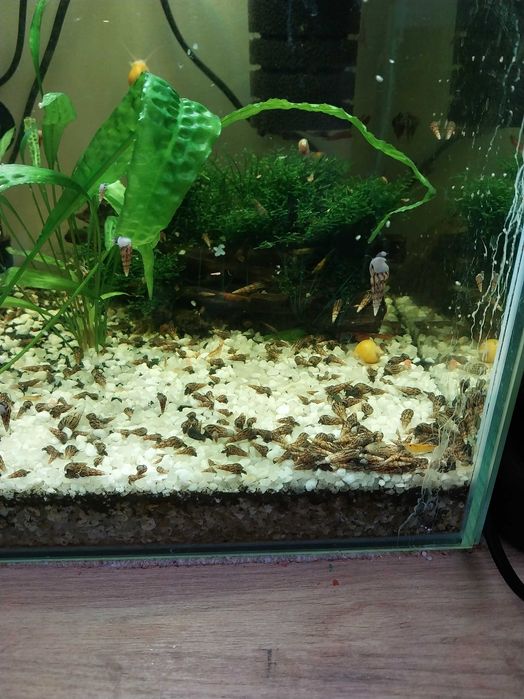 Ślimaki świderki duza ilosc