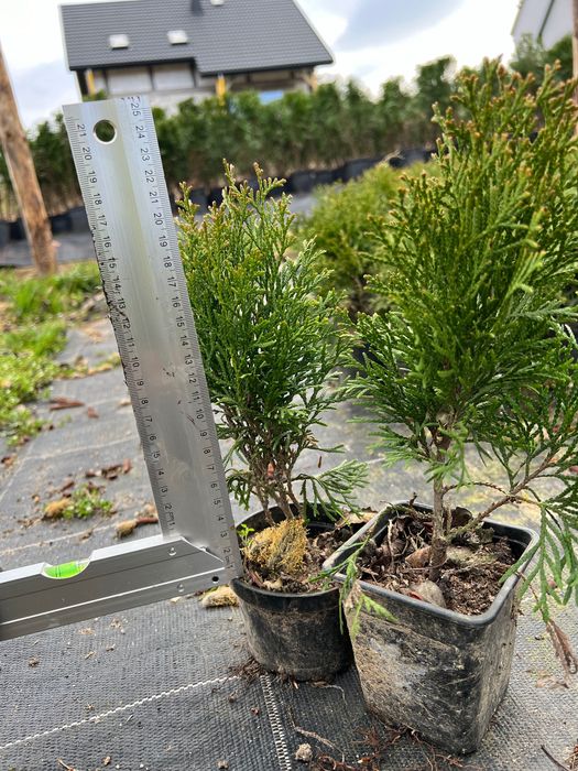 Tuja szmaragd sadzonki 20-30cm w doniczkach!