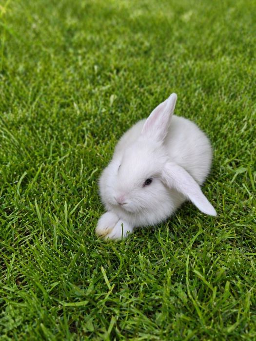 Do odbioru - Królik mini lop baranek