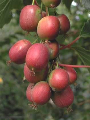 Kiwi Actinidia arguta (Kiwi Baby)