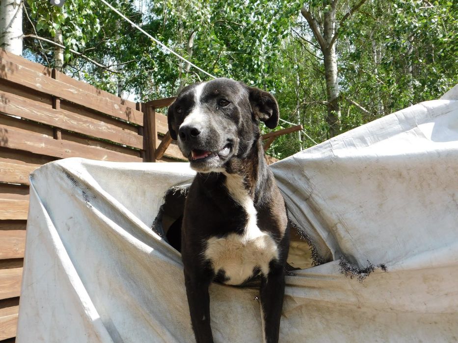 Прилаштовується гарний песик . Тайсон