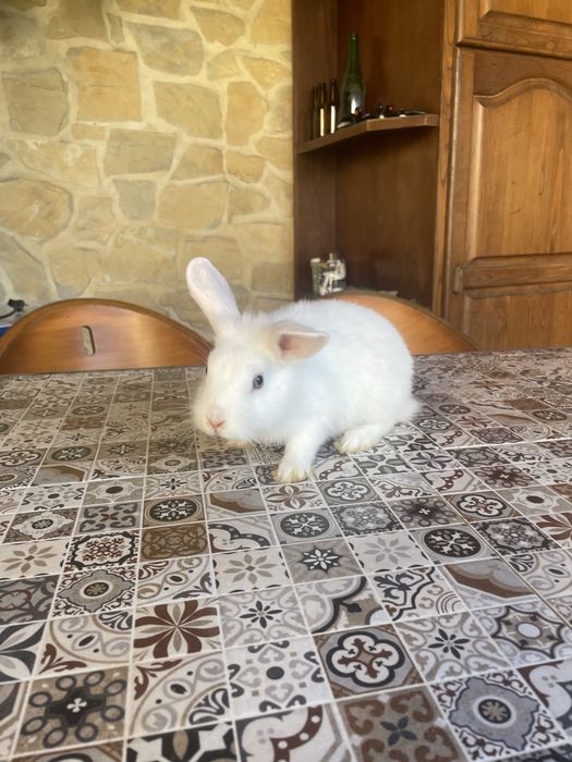 Coelhos anões de pelo meio longo