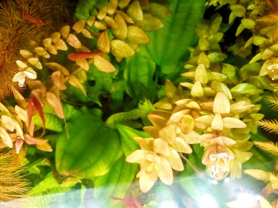 НАБОР аквариумных растений