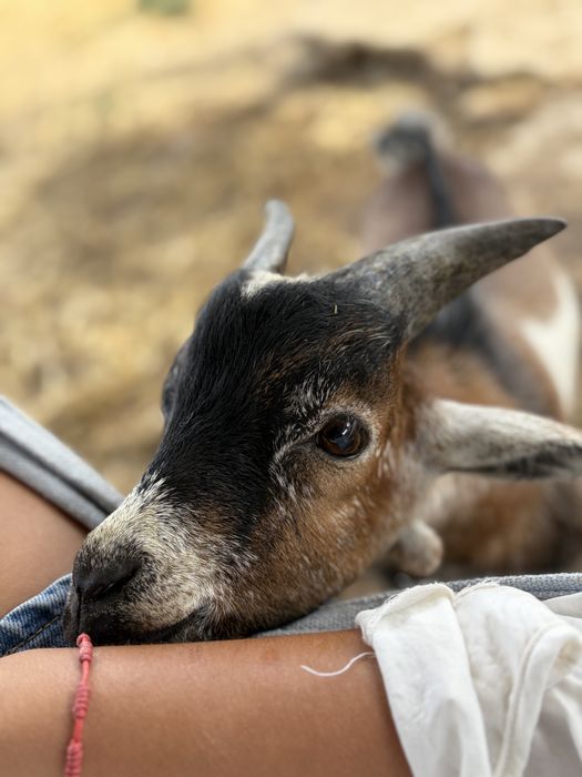 Cabrito 6 meses para venda