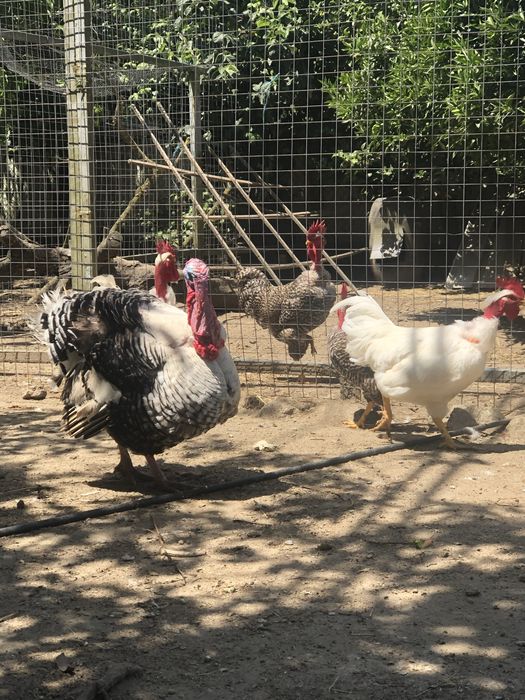 Perus selvagens, criados no campo.