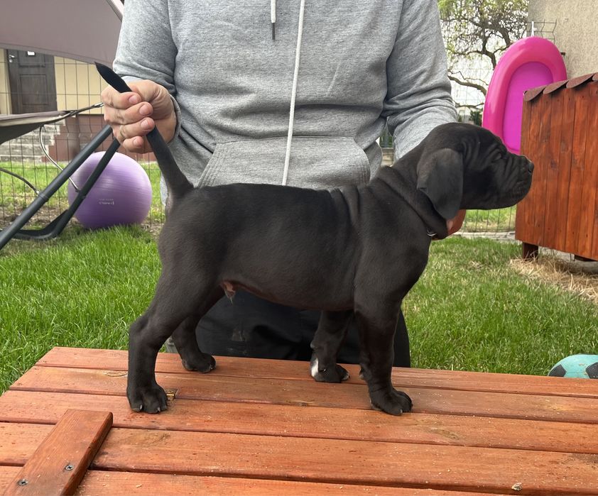 Cane Corso piesek