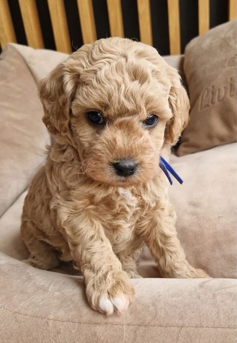 Карамельні Мальтипу, є міні і стандарт, коричневий окрас