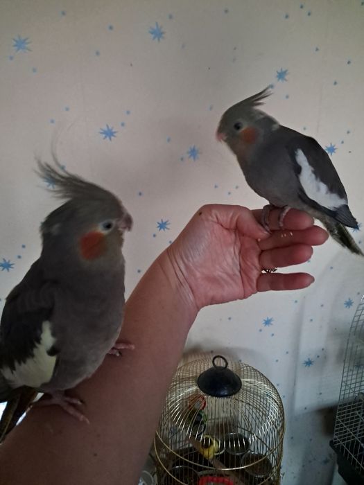 Продам большую клетку и все для птенцов корелл