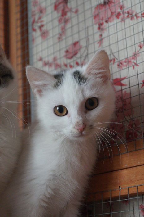 Mlode kotki w potrzebie/ rezerwacja