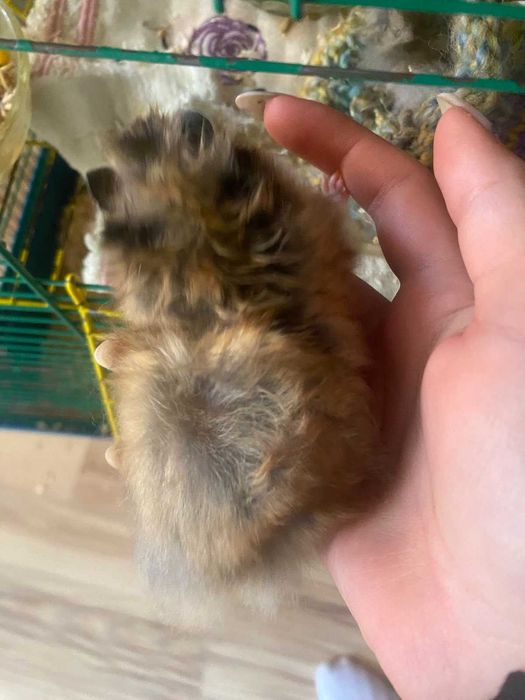 Продам хом'ячків