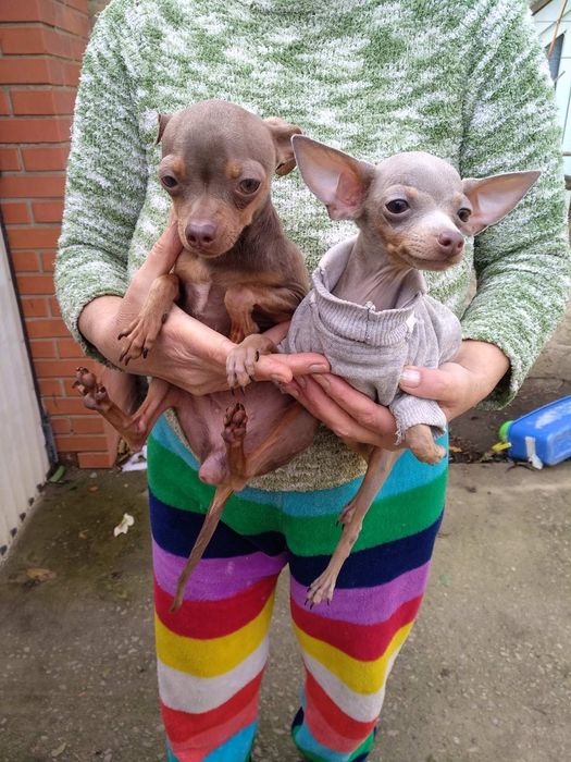 Щенки Той -терьера