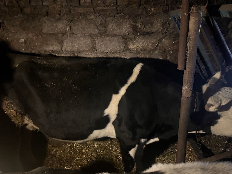 Продається 2 тільні корови та Теличка