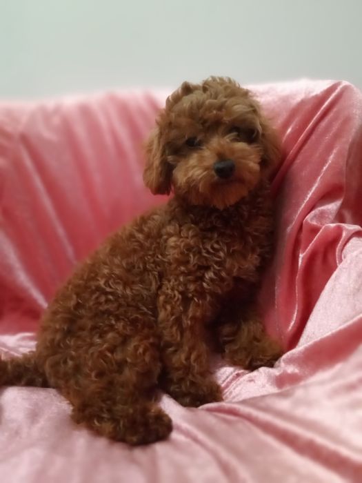 Мальтіпу F2 дівчинка