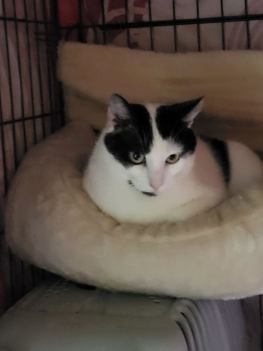 Olaf. Kocurek do adopcji