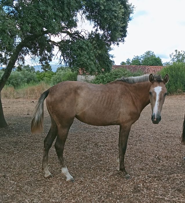 Troco poldros e/ou poldras Lusitanas por jeep