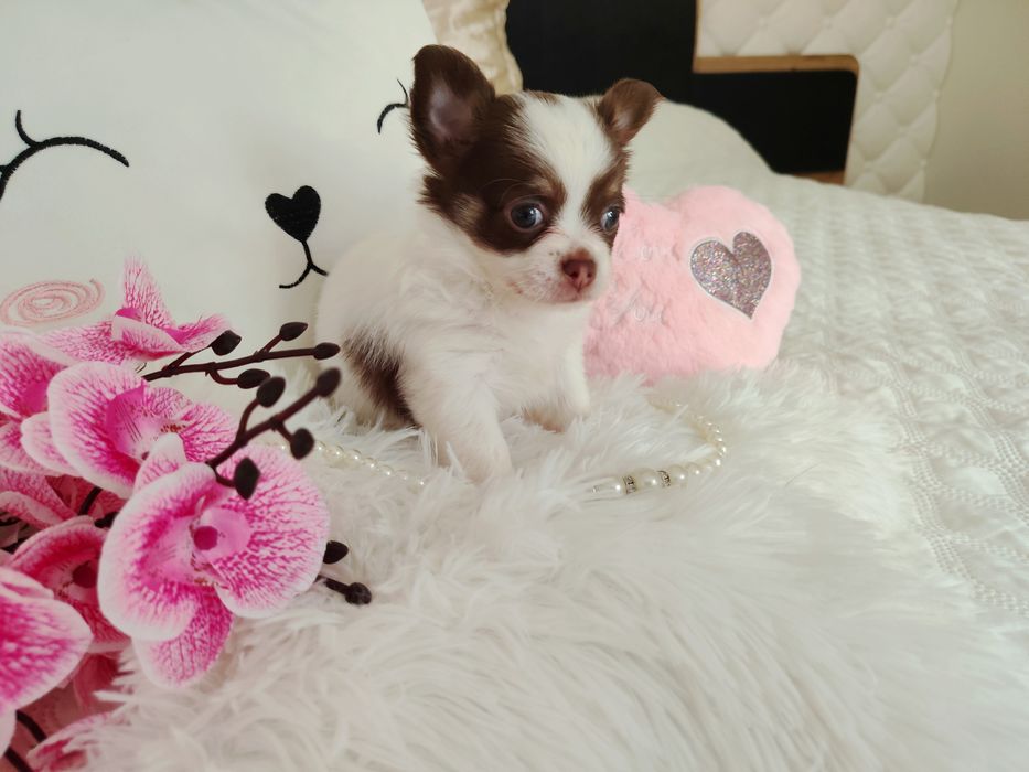 Chihuahua długowłosa suczka