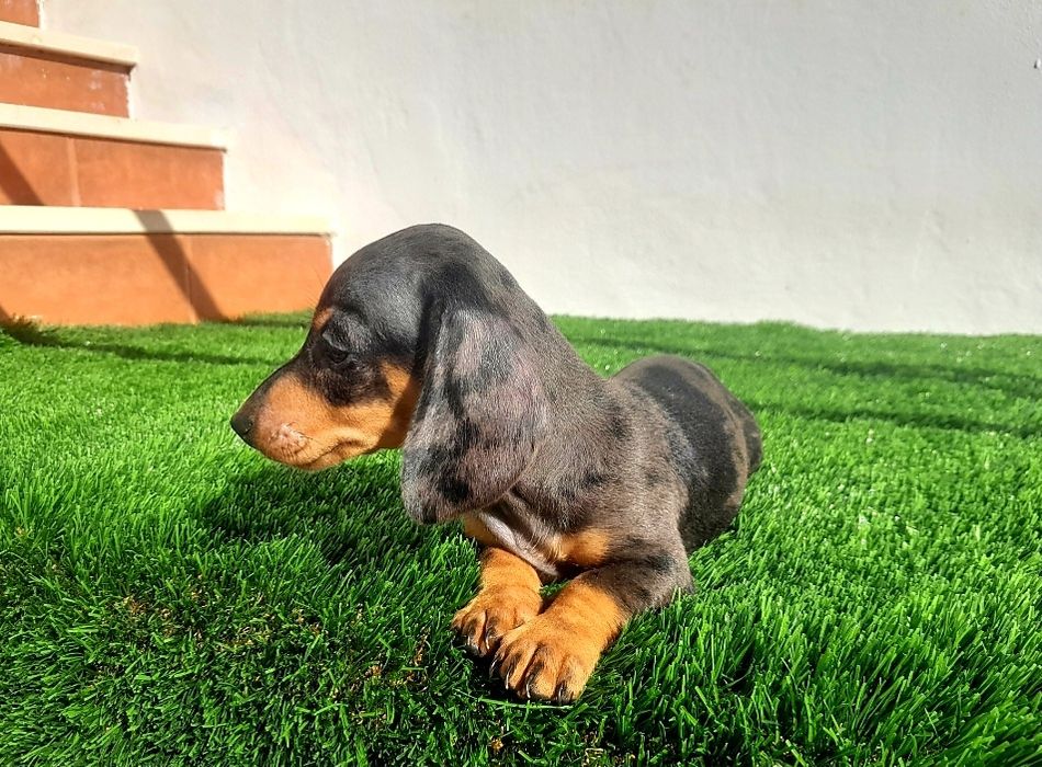 Daschund Kaninchen fêmea Alerquim e Chocolate o mais pequeno de todos os Teckel.