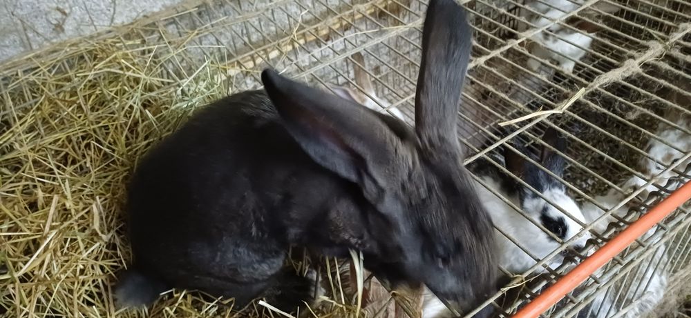 Coelhos para criacao ou consumo