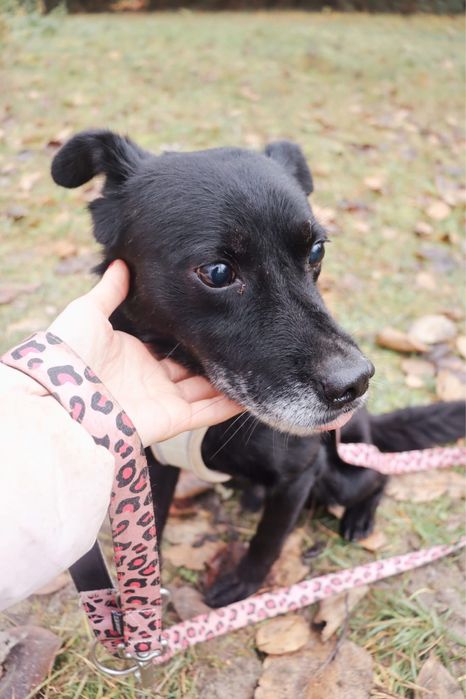 Maly Muffinek szuka domu