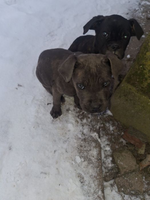 Кане корсо ррррр