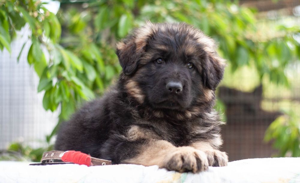 Цуценята німецької вівчарки чепрак