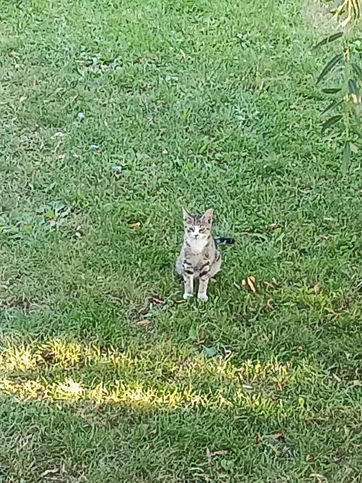 Trzy kotki szukają kochającego domu