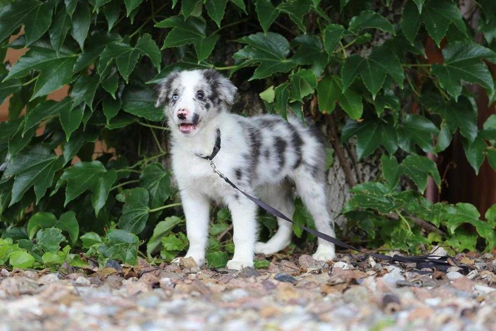 Border Collie  szczeniak