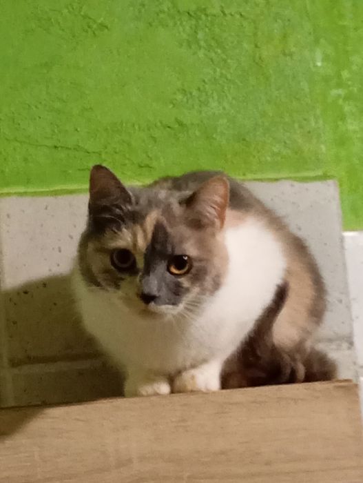 Кошка в хорошие руки